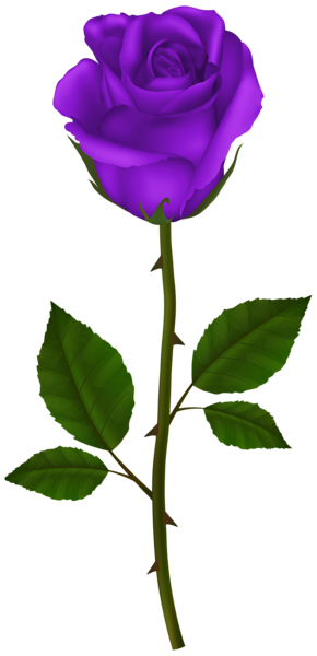 This png image - Purple Rose PNG Transparent Clipart, is available for free download