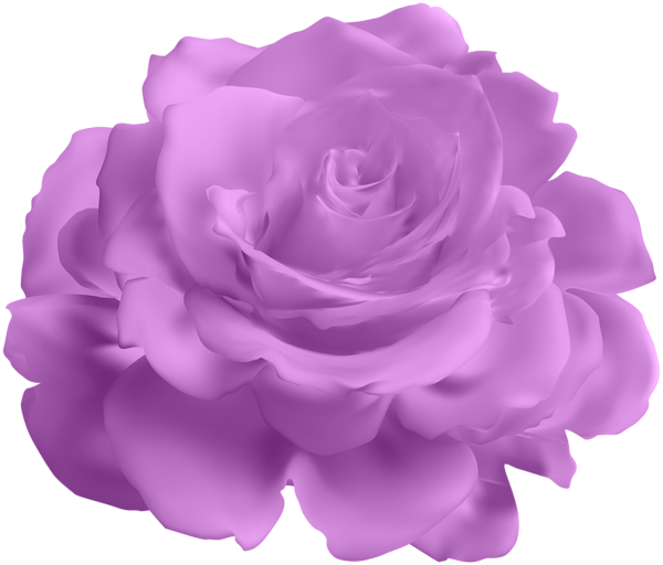 This png image - Purple Rose Transparent Clip Art Image, is available for free download
