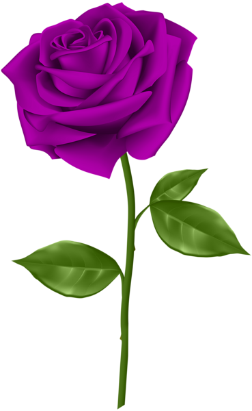 Purple Rose Transparent PNG Clip Art  Gallery Yopriceville  HighQuality Images and 