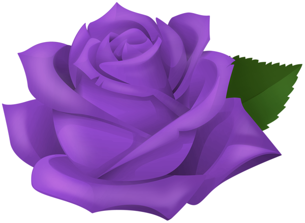 This png image - Purple Rose Transparent PNG Clipart, is available for free download
