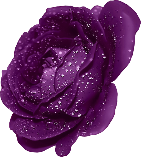 This png image - Purple Rose With Dew Clipart, is available for free download