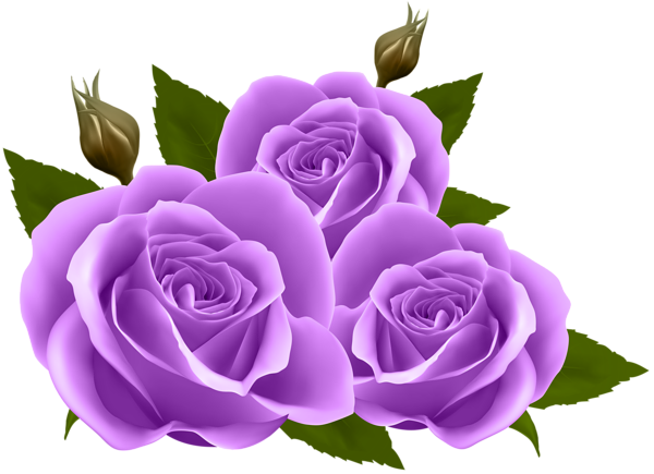 This png image - Purple Roses PNG Clip Art Image, is available for free download