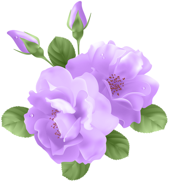 Purple Roses Transparent PNG Clip Art | Gallery Yopriceville - High