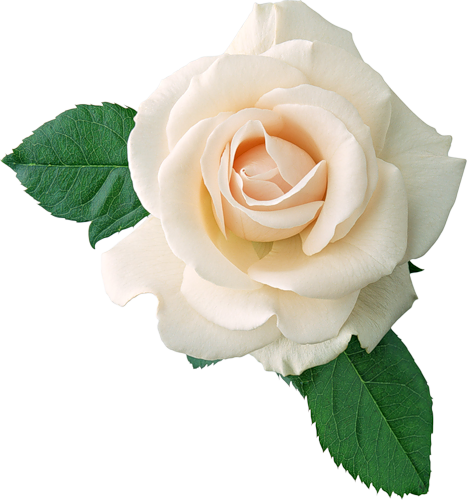 This png image - Real White Rose Clipart, is available for free download
