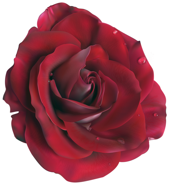 This png image - Red Large Rose Clipart Picture, is available for free download