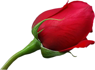 This png image - Red Large Rose PNG Clipart, is available for free download
