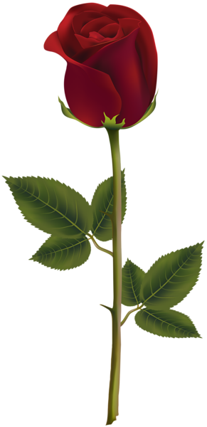 This png image - Red Rose Dark Transparent PNG Image, is available for free download