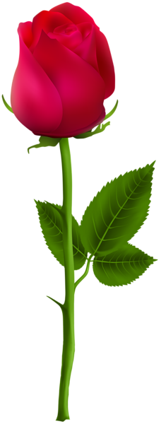 This png image - Red Rose PNG Clip Art Image, is available for free download