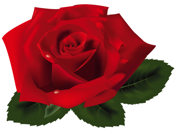 This png image - Red Rose PNG Clipart, is available for free download