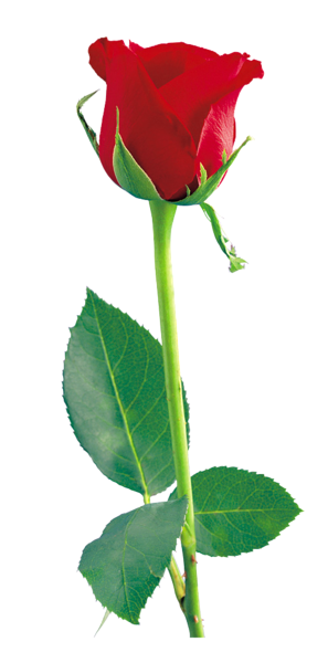 This png image - Red Rose PNG Clipart, is available for free download