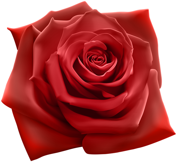 This png image - Red Rose PNG Clipart Image, is available for free download