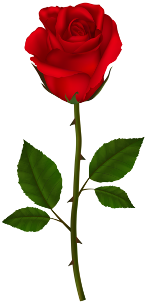This png image - Red Rose PNG Transparent Clipart, is available for free download