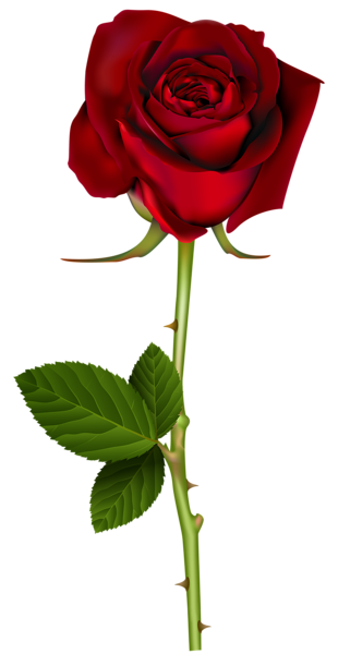 Red Rose PNG Transparent Image  Gallery Yopriceville  HighQuality Images and Transparent PNG 