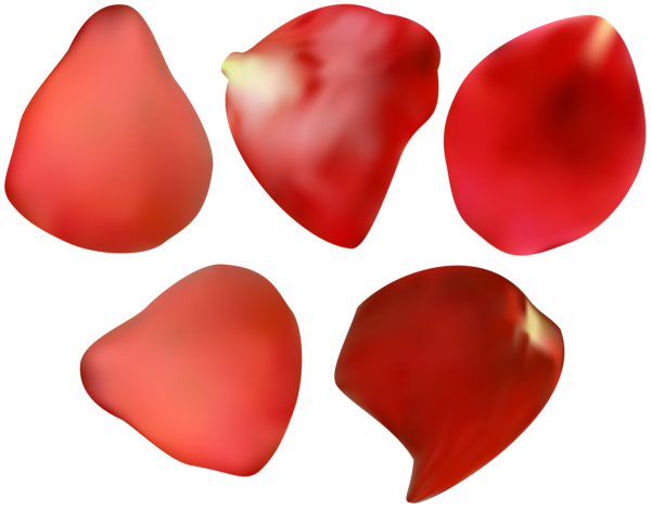 This png image - Red Rose Petal Transparent PNG Image, is available for free download