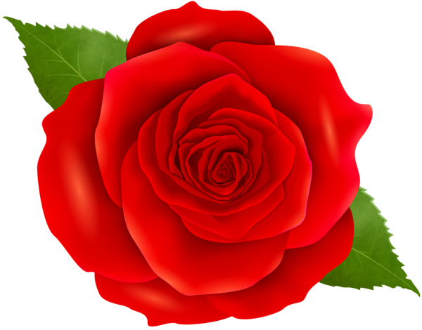 This png image - Red Rose Transparent Clip Art, is available for free download