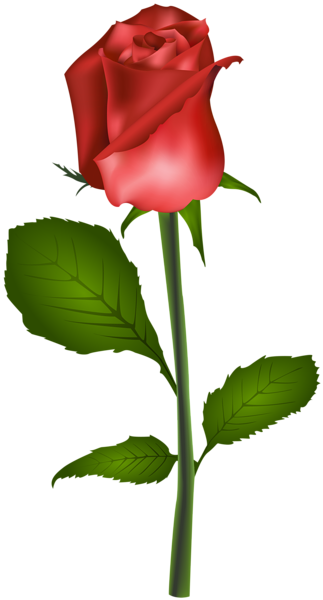 This png image - Red Rose Transparent Clip Art Image, is available for free download