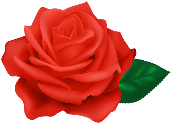 Red Rose Transparent Clipart | Gallery Yopriceville - High-Quality Free ...