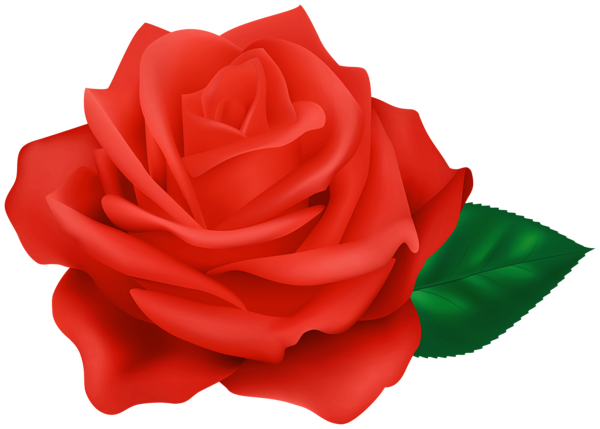 This png image - Red Rose Transparent Clipart, is available for free download