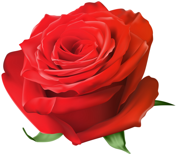 This png image - Red Rose Transparent Image, is available for free download