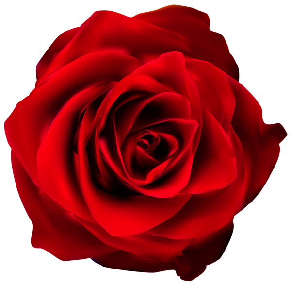 This png image - Red Rose Transparent PNG Clip Art Image, is available for free download