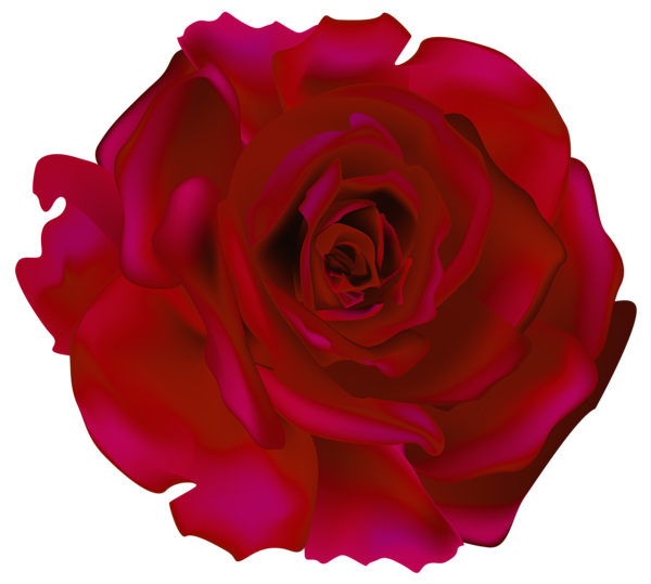 This png image - Red Rose Transparent PNG Clip Art Picture, is available for free download