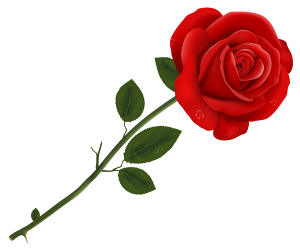 This png image - Red Rose Transparent PNG Clipart, is available for free download