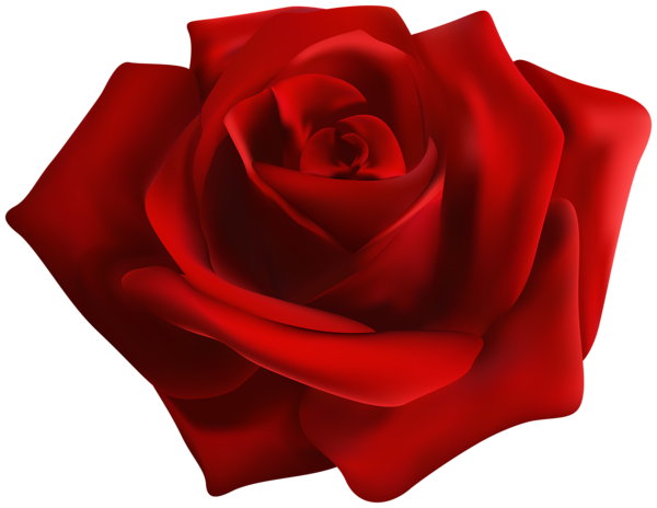 This png image - Red Rose Transparent PNG Image, is available for free download