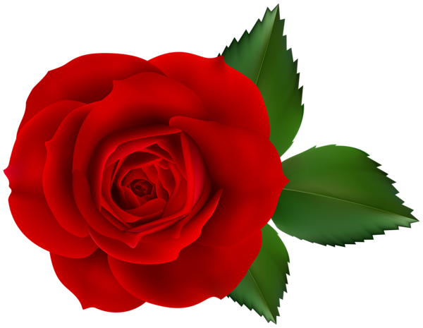 Red Rose Transparent PNG Image | Gallery Yopriceville - High-Quality ...