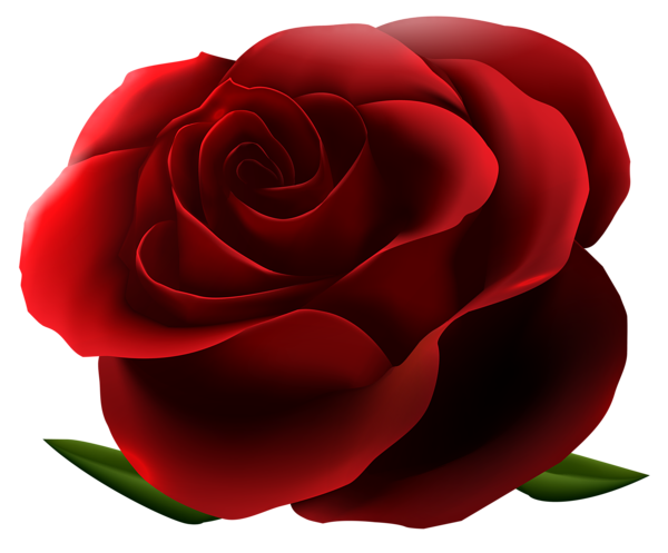 Red Rose Transparent PNG Image | Gallery Yopriceville - High-Quality ...