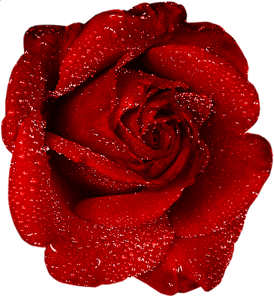 This png image - Red Rose With Dew Clipart, is available for free download