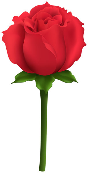 Red Rose with Stem PNG Clipart | Gallery Yopriceville - High-Quality ...