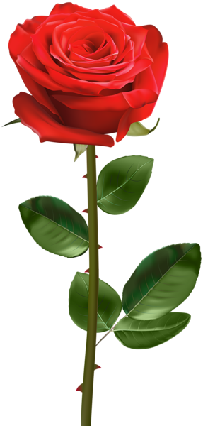 This png image - Red Rose with Stem Transparent PNG Image, is available for free download