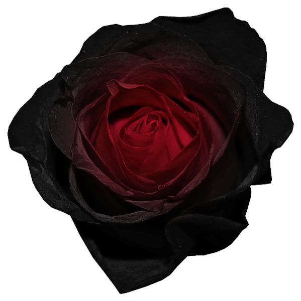 Red and Black Rose PNG Picture | Gallery Yopriceville - High-Quality