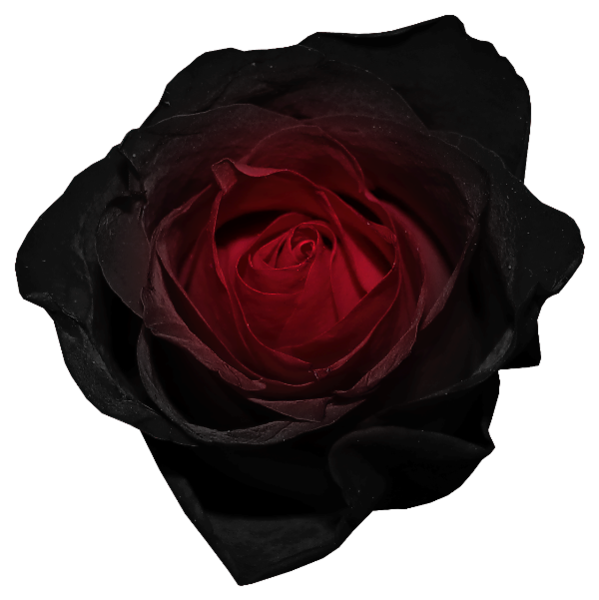 This png image - Red and Black Rose PNG Picture, is available for free download