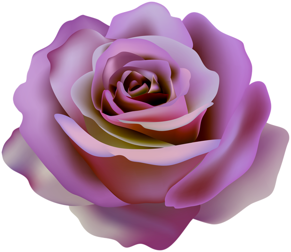This png image - Rose Beautiful Transparent Clipart, is available for free download