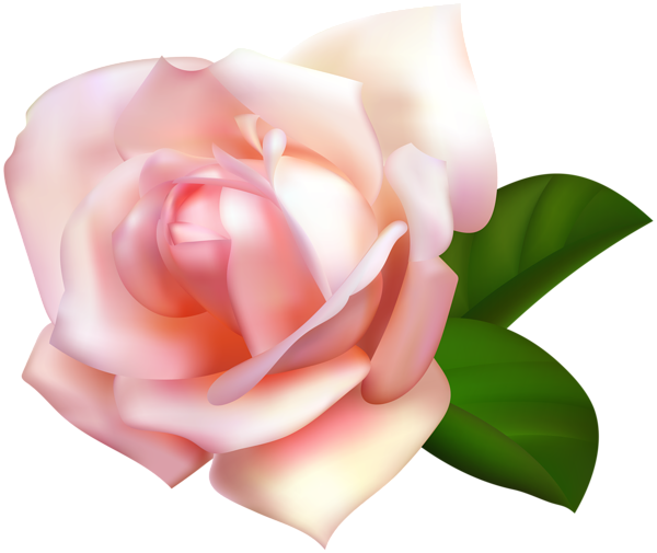 This png image - Rose Beautiful Transparent PNG Image, is available for free download