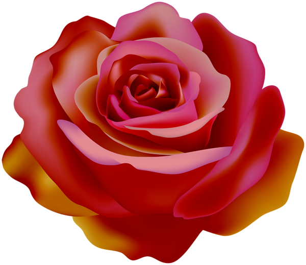 This png image - Rose Bicolor Transparent Clipart, is available for free download