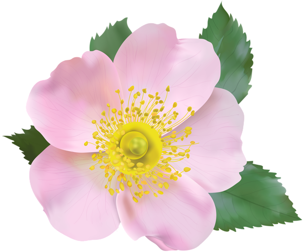 This png image - Rose Blossom PNG Transparent Clip Art Image, is available for free download
