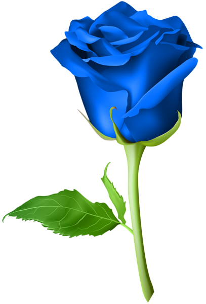 This png image - Rose Blue Transparent PNG Clip Art Image, is available for free download