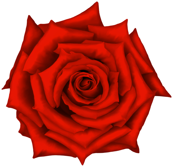 This png image - Rose Flower Red PNG Clipart, is available for free download