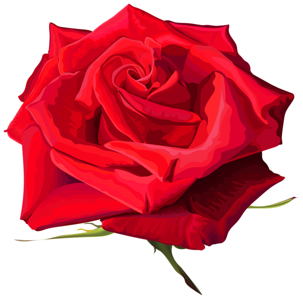 This png image - Rose Flower Red Transparent PNG Image, is available for free download