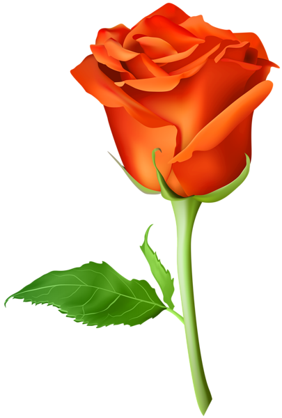 This png image - Rose Orange Transparent PNG Clip Art Image, is available for free download