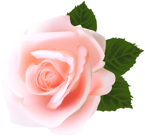 This png image - Rose PNG Clip Art, is available for free download