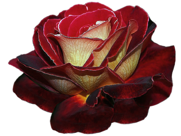 This png image - Rose PNG Clipart Image, is available for free download