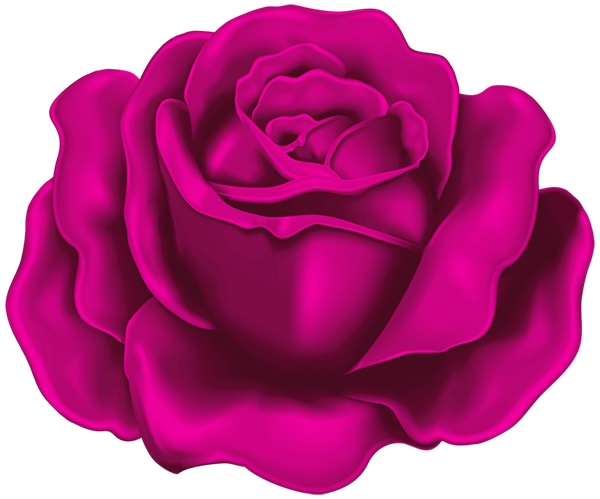 This png image - Rose PNG Fuchsia Clipart, is available for free download