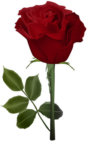 This png image - Rose PNG Red Transparent Clip Art Image, is available for free download