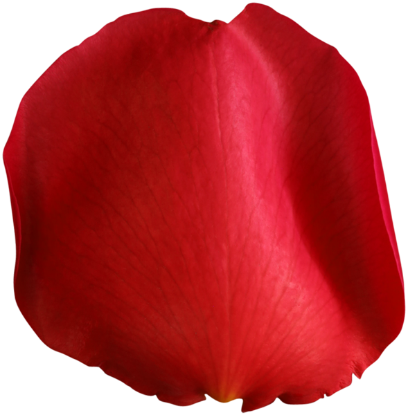 This png image - Rose Petal Red PNG Clip Art Image, is available for free download
