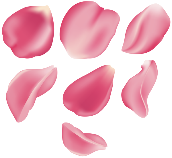 This png image - Rose Petal Set Pink Transparent Clip Art, is available for free download