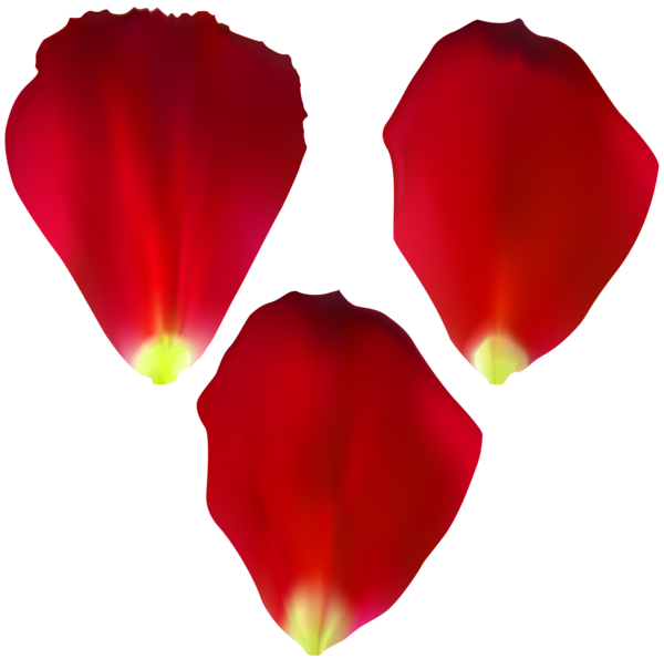 This png image - Rose Petals Set Transparent Clip Art, is available for free download