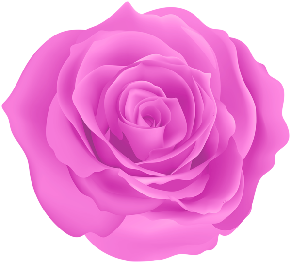 This png image - Rose Pink Color PNG Clipart, is available for free download